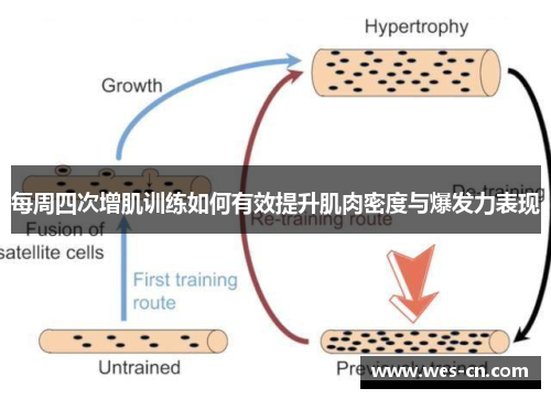 每周四次增肌训练如何有效提升肌肉密度与爆发力表现